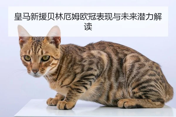 皇马新援贝林厄姆欧冠表现与未来潜力解读